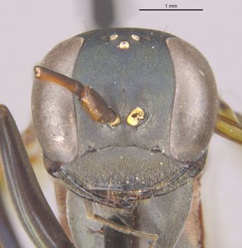 Media type: image;   Entomology 26604 Aspect: head frontal view